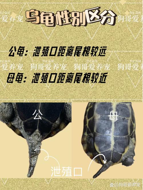 乌龟咬同伴怎么办?调整环境防冲突(公乌龟为什么咬母乌龟屁股和尾巴) 乌龟咬同伴怎么办?调整环境防冲突(公乌龟为什么咬母乌龟屁股和尾巴)