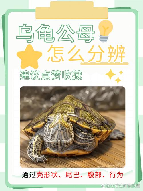 看腹甲凹陷泄殖孔和体型(雄乌龟和雌乌龟的区别) 看腹甲凹陷泄殖孔和体型(雄乌龟和雌乌龟的区别)