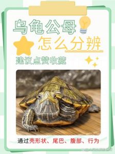 看腹甲凹陷泄殖孔和体型（雄乌龟和雌乌龟的区别）