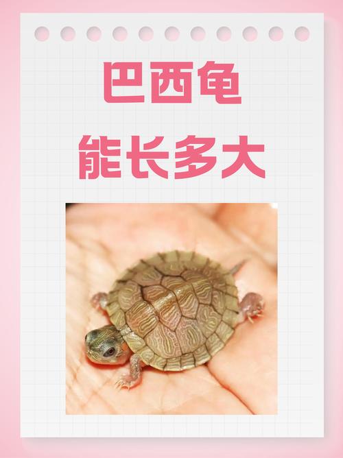 锦龟巴西龟能否混养?看体型性格和水质温度(锦龟和巴西龟可以放在一起养吗) 锦龟巴西龟能否混养?看体型性格和水质温度(锦龟和巴西龟可以放在一起养吗)