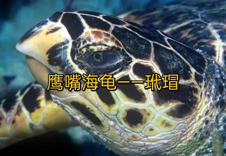 Turtle和Tortoise如何选?(turtle是乌龟还是海龟) Turtle和Tortoise如何选?(turtle是乌龟还是海龟)