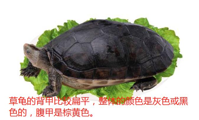 头背习性大不同(金线龟和中华草龟区别) 头背习性大不同(金线龟和中华草龟区别)