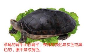 头背习性大不同（金线龟和中华草龟区别）