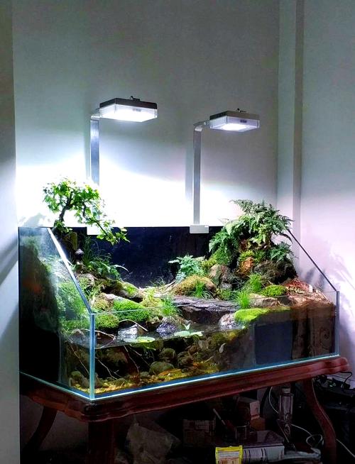 60龟缸水陆配比与布置技巧(60X60水陆龟缸布置图) 60龟缸水陆配比与布置技巧(60X60水陆龟缸布置图)