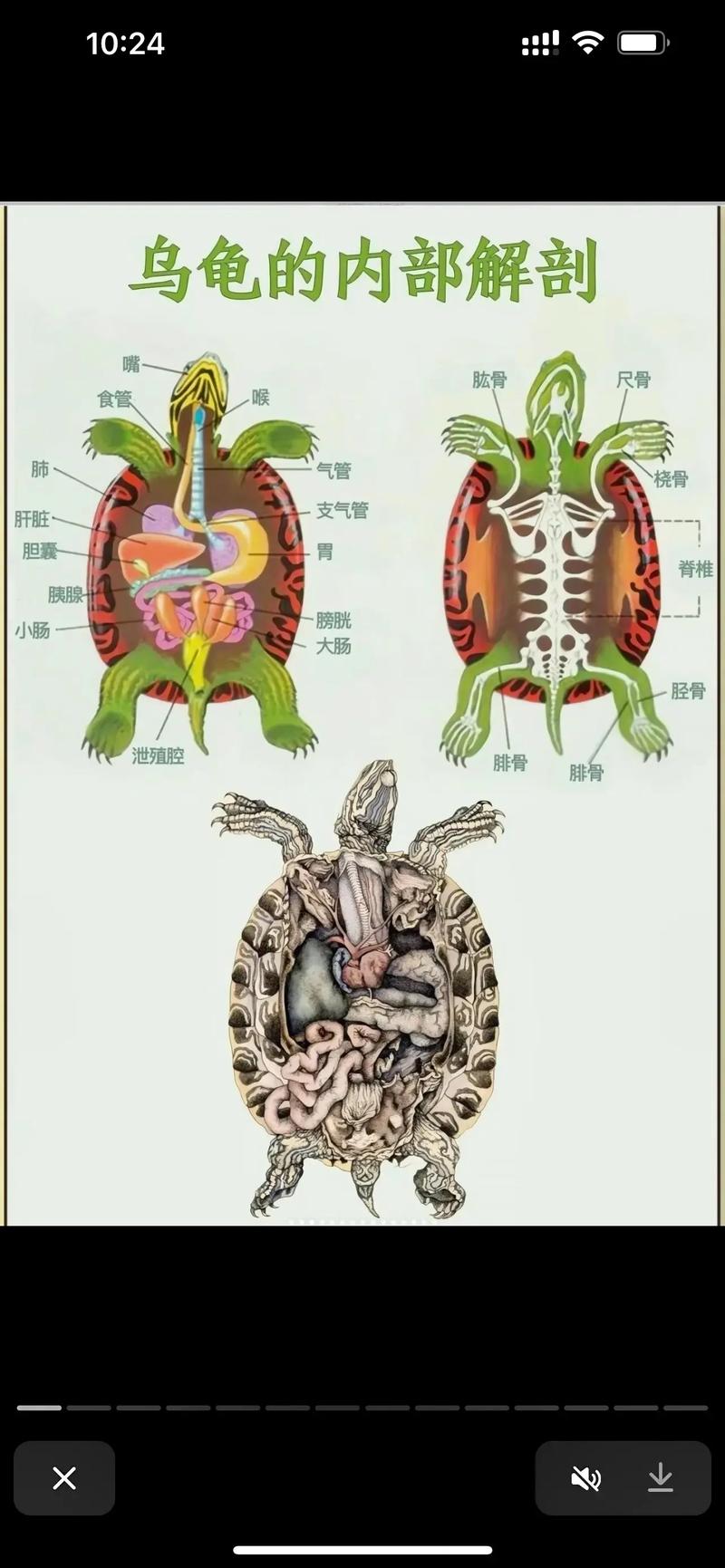 嗅视听平衡与繁殖特点(龟的哪个部位有比较重要的意义) 嗅视听平衡与繁殖特点(龟的哪个部位有比较重要的意义)