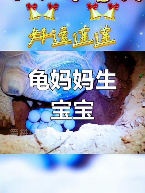母龟产蛋与受精无关,如何区分受精蛋和未受精蛋?(一只母乌龟怎么下蛋) 母龟产蛋与受精无关,如何区分受精蛋和未受精蛋?(一只母乌龟怎么下蛋)