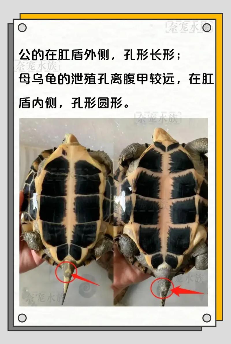 看腹甲尾巴泄殖孔(中华土龟小乌龟公母怎么分图解) 看腹甲尾巴泄殖孔(中华土龟小乌龟公母怎么分图解)