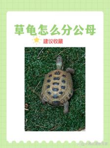 草龟公母怎么分？看体型眼睛尾巴！（草龟公母怎么分辨图片对比）