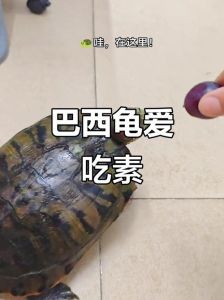 肉食素食杂食分清！（乌龟吃肉还是吃素）