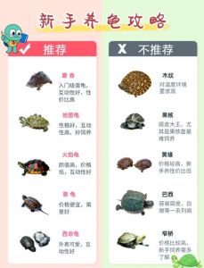 家养乌龟冬季保暖喂食护理全攻略（家养小乌龟冬天怎么养）