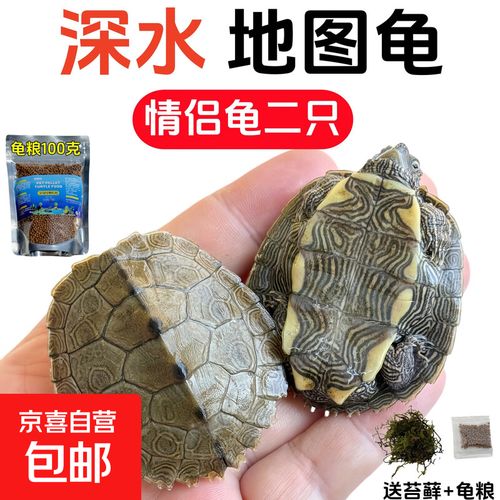 看瘤纹甲,选活泼龟,配好环境(黑瘤地图龟什么样的好) 看瘤纹甲,选活泼龟,配好环境(黑瘤地图龟什么样的好)