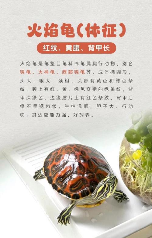 新手易养宠物龟选择(火焰龟和西锦龟哪个容易养活) 新手易养宠物龟选择(火焰龟和西锦龟哪个容易养活)