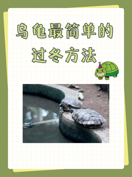 南方养龟加温法,选对更省心!(南方冬天龟缸加温方法) 南方养龟加温法,选对更省心!(南方冬天龟缸加温方法)