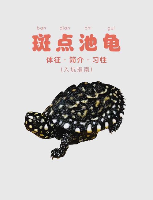 区分斑点池龟公母看腹甲尾巴泄殖孔背甲(斑点池龟幼龟图解公母区分) 区分斑点池龟公母看腹甲尾巴泄殖孔背甲(斑点池龟幼龟图解公母区分)
