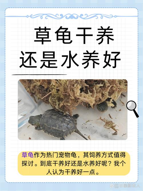 养乌龟不难,注意水温和食物,就能健康成长(乌龟不挑水质好养活) 养乌龟不难,注意水温和食物,就能健康成长(乌龟不挑水质好养活)