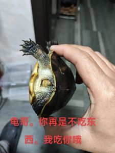 乌龟冬眠不吃？温度光照水质都检查，幼龟需注意（家里养的乌龟冬天为什么不吃东西）