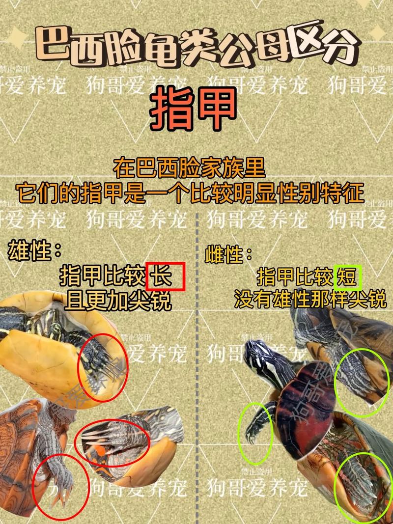 看腹甲凹凸尾巴长短泄殖孔位置(怎么看乌龟公母) 看腹甲凹凸尾巴长短泄殖孔位置(怎么看乌龟公母)