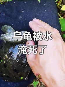 防苏醒保健康（冬天龟龟醒来爬到水里）