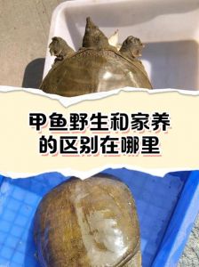 乌龟好养活，甲鱼需细心（乌龟和甲鱼哪个好养）