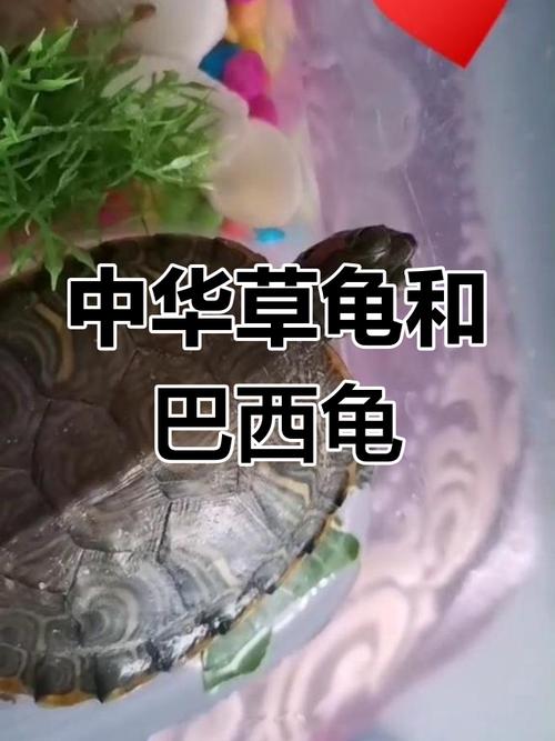 巴西龟和中华龟能一起养吗?风险大需谨慎(中华龟和巴西龟可以一起养吗) 巴西龟和中华龟能一起养吗?风险大需谨慎(中华龟和巴西龟可以一起养吗)