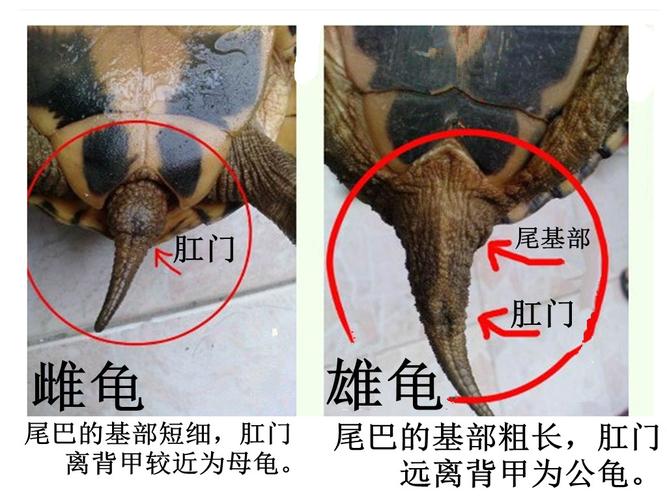 看腹甲尾巴泄殖孔(草龟公母怎么分辨图片) 看腹甲尾巴泄殖孔(草龟公母怎么分辨图片)