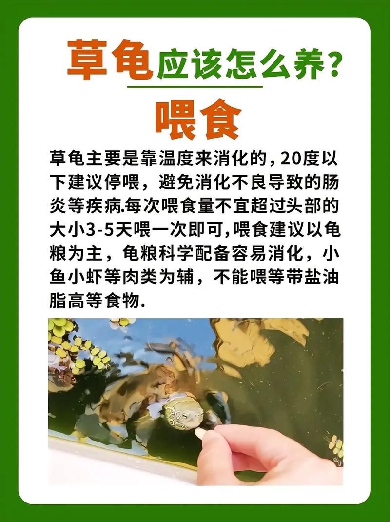 草龟虽美,莫当宠物养(草龟为什么不建议养) 草龟虽美,莫当宠物养(草龟为什么不建议养)