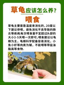 草龟虽美，莫当宠物养（草龟为什么不建议养）