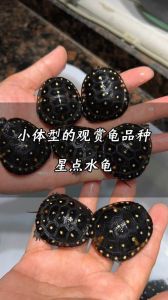 巴西小鳄龟蛋草龟皮实易养，但水质仍需注意（对水质要求不高好养的乌龟有哪些）