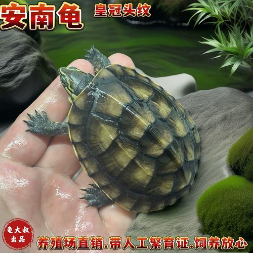 沼泽龟亲人类?安布龟爱自由!(沼泽龟和安布龟哪个互动性好) 沼泽龟亲人类?安布龟爱自由!(沼泽龟和安布龟哪个互动性好)