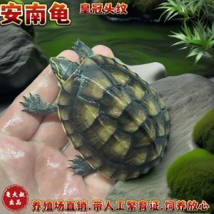沼泽龟亲人类？安布龟爱自由！（沼泽龟和安布龟哪个互动性好）