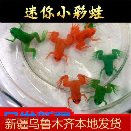 小金蛙养水族箱,需清水勤换食(黄色的宠物蛙可以一直生活在水里吗) 小金蛙养水族箱,需清水勤换食(黄色的宠物蛙可以一直生活在水里吗)