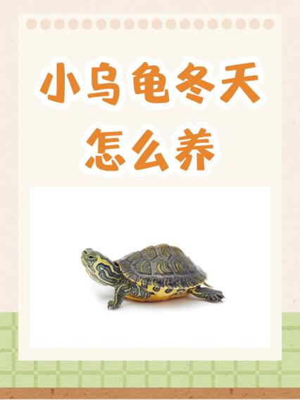 自然冬眠或加温饲养?(小乌龟怎么过冬的方法) 自然冬眠或加温饲养?(小乌龟怎么过冬的方法)