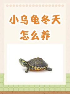 自然冬眠或加温饲养？（小乌龟怎么过冬的方法）
