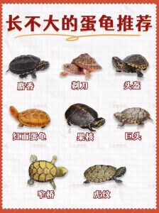 小乌龟长不大？环境小被欺负食物差都可能是原因！（为什么养乌龟长不大）