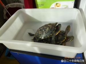 巴西龟吃啥？水养加环境很重要（巴西龟干吃还是扔水里吃饲料）