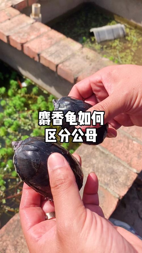 麝香蛋龟公母看尾巴,新手优选,性价比高!(麝香蛋龟公母尾巴照片) 麝香蛋龟公母看尾巴,新手优选,性价比高!(麝香蛋龟公母尾巴照片)