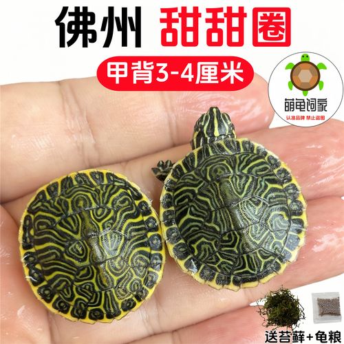 红耳龟侧颈龟好养耐活(哪些吃素的乌龟可以养) 红耳龟侧颈龟好养耐活(哪些吃素的乌龟可以养)