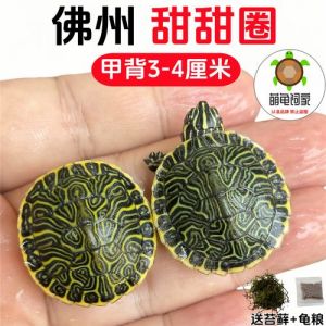 红耳龟侧颈龟好养耐活（哪些吃素的乌龟可以养）