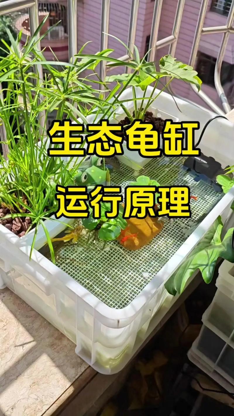 养龟缸多大合适?龟长大要考虑,选对环境快乐多(十公分的乌龟需要多大的缸) 养龟缸多大合适?龟长大要考虑,选对环境快乐多(十公分的乌龟需要多大的缸)