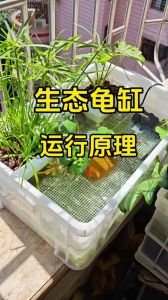 巴西龟养龟缸配置与日常养护（养巴西龟的鱼缸怎么设置）