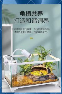 养龟缸选对尺寸，玻璃塑料周转箱各有优劣（养龟缸选择）