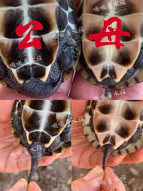 草龟公母怎么分?看体型眼睛尾巴!(草龟公母怎么分辨图片对比) 草龟公母怎么分?看体型眼睛尾巴!(草龟公母怎么分辨图片对比)