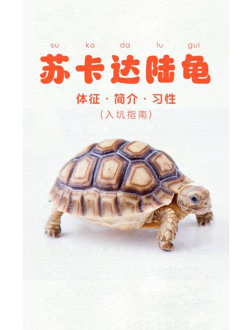 养龟长寿关键看主人,巴西龟短命易入侵(十大寿命最长的乌龟) 养龟长寿关键看主人,巴西龟短命易入侵(十大寿命最长的乌龟)