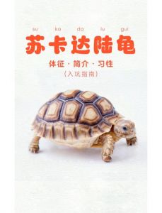 养龟长寿关键看主人，巴西龟短命易入侵（十大寿命最长的乌龟）