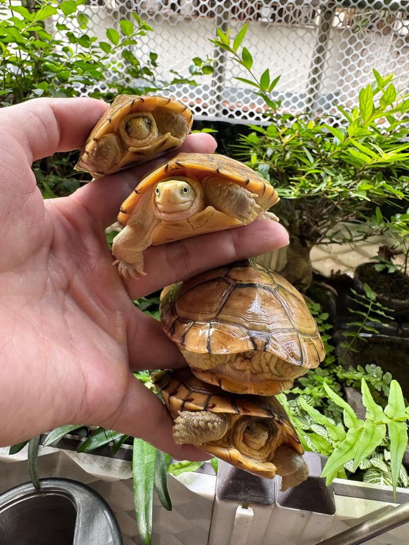 小青龟公母怎么分?看体型尾巴泄殖孔(小青龟公的大还是母的大) 小青龟公母怎么分?看体型尾巴泄殖孔(小青龟公的大还是母的大)