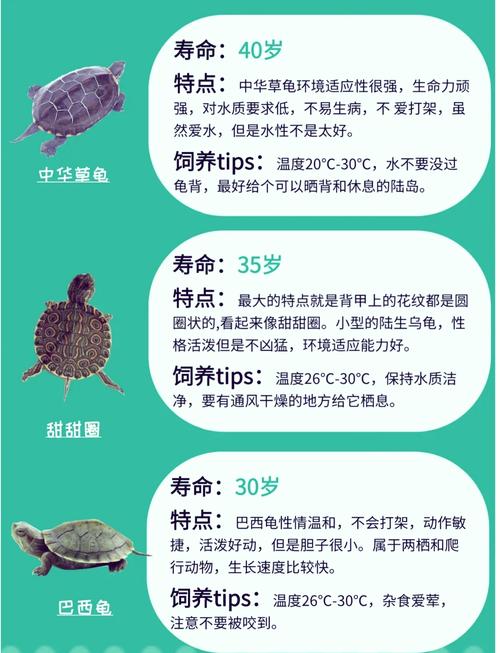狗狗龟可和温和龟混养,注意环境食物分开(狗狗龟和什么龟一起养好) 狗狗龟可和温和龟混养,注意环境食物分开(狗狗龟和什么龟一起养好)