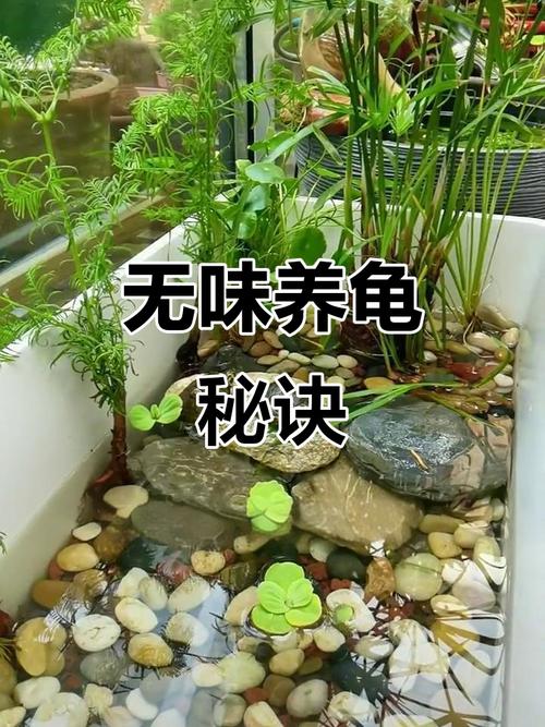 过滤植物与安全维护(草龟缸造景布置大全图) 过滤植物与安全维护(草龟缸造景布置大全图)