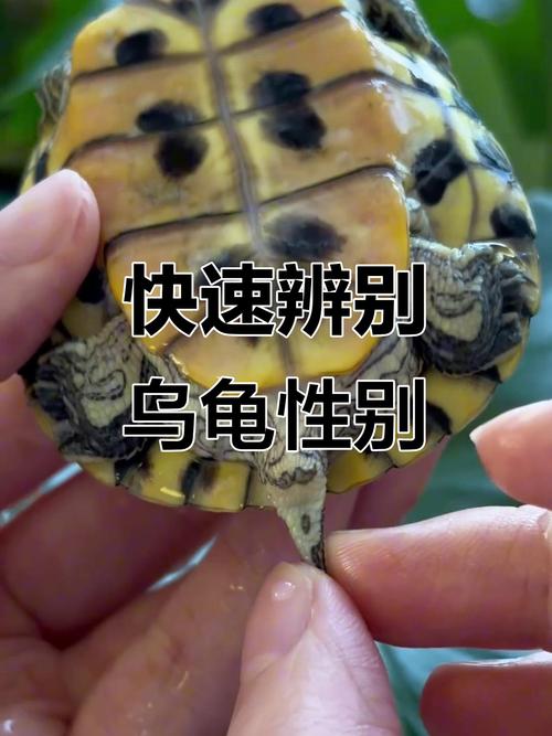 乌龟公母怎么分?看腹甲泄殖孔体型(乌龟分公母吗) 乌龟公母怎么分?看腹甲泄殖孔体型(乌龟分公母吗)