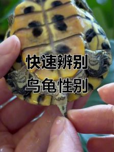公母龟辨别方法（公母龟的泄殖孔区别）
