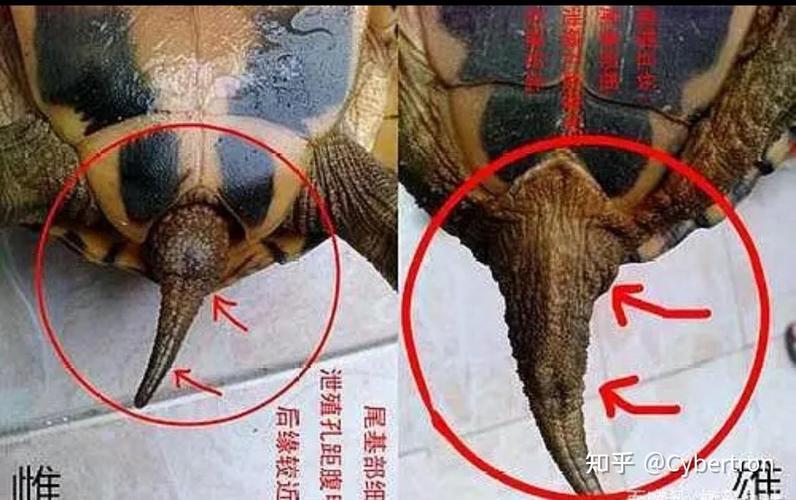 巴西龟公母辨别技巧,看爪尾孔差异(乌龟怎样分辨公母) 巴西龟公母辨别技巧,看爪尾孔差异(乌龟怎样分辨公母)